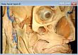 4D Anatomy